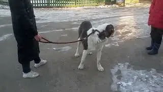 Бугай Алабай.Прощаемся с Арашаном. 13 лет жизни настоящего друга породы САО.