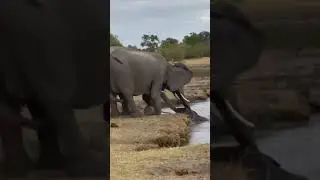 A family drink at Tawana goes horribly wrong for this herd of elephants!