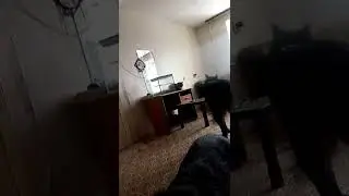 Не дают спать по утрам 🙈