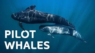 Critical Rescue: Sully The Pilot Whale