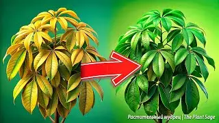 Секреты ухода за шеффлерой: как вырастить здоровое растение!