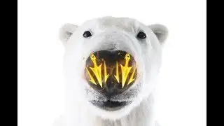Volibear.exe