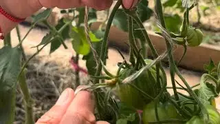 Как подвязать кисть томата.