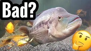 Dovii Wolf Cichlid with Tank Mates?