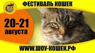 Выставка кошек в Ялте, 2016 г.