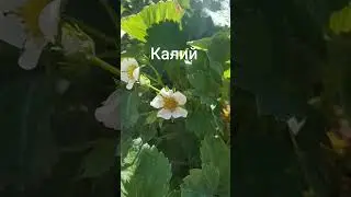 Увеличиваю завязи на клубнике