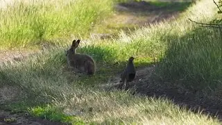 Зайцы и Куропатки - Жизнь по соседству / Hares and Partridges - Life in the Neighbourhood