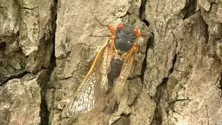 Why Cicadas Will Be Doubly Loud This Year