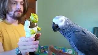 Return of Shrek | Live w/ Apollo the Talking Parrot