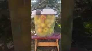 Моченые яблочки - самый простой рецепт