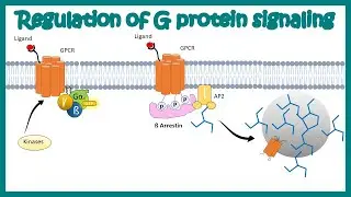 Desensitization of GPCR| Regulation of G protein signaling by beta arrestin | Regulation by GRKs