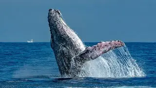 Oahu Whale-Watching Excursion