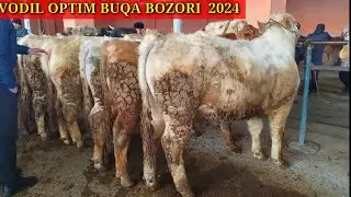 VODIL chorva bozori bugungi narxlari bilan tanishing 21 02 2024 yil