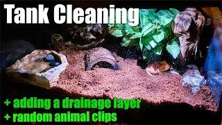 Pacman Frog Tank Cleaning