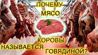 ПОЧЕМУ МЯСО КОРОВЫ НАЗЫВАЕТСЯ ГОВЯДИНОЙ? ТЕЛЯТИНА. ОТКУДА ПОЯВИЛОСЬ СЛОВО ГОВЯДИНА