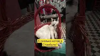 Сколько котов живёт в Стамбуле? 