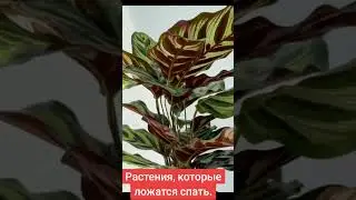 Эти растения "спят" ночью – удивительные факты! #квіти #gardenflower #shorts #цветы #маранта #plant