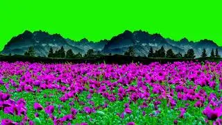 flower green screen background effect | green screen background