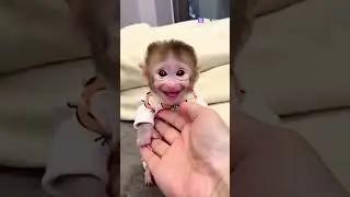 самое милое видео