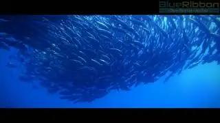 Big-Eyed Trevally - Anilao, Philippines at Blue Ribbon Dive Resort