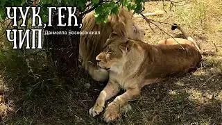 ❤️Львы ЧУК и ГЕК и Одуванчик ЧИП. Активный день в 