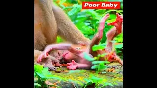 02245 no no poorest newborn baby Luno just 1 day old get weaning by mom Luna