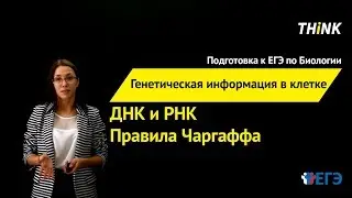 Генетическая информация в клетке | Подготовка к ЕГЭ по Биологии