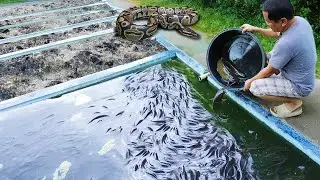 Brilliant Ideas for Raising Thousands of Catfish on a Tiny Fish Farm! How to Succeed in Fish Farming