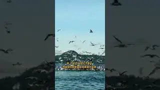 Сельд атакуют со всех сторон 
