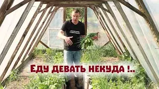 Деревенское изобилие существует - уже в мае еду девать некуда!