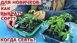 Первые шаги в ВЫРАЩИВАНИИ ТОМАТОВ