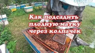 КАК ПОДСАДИТЬ ПЛОДНУЮ МАТКУ ЧЕРЕЗ СЕТЧАТЫЙ КОЛПАЧЁК, МОИ НАБЛЮДЕНИЯ