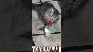 КОТ И ВОДКа 