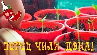 Выращивание острого перца чили дома, сезон 2019 открыт!