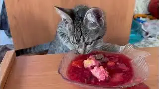 ASMR CAT EATING RUSSIAN RED SOUP BORSH