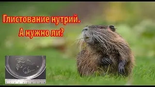 ГЛИСТОВАНИЕ НУТРИЙ. Нужно или нет?
