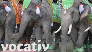 Elephants Show Gratitude After Baby Calf Rescued From Well