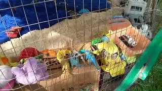 Обзор огород анау мынау