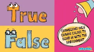 Mocomi TimePass with True or False Episode 15 - Chameleons Don't Change Colours To Blend?