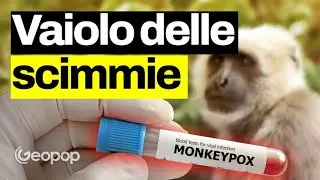 Il vaiolo delle scimmie non è come il Covid-19, cos'è e sintomi: intervista al funzionario dell’OMS