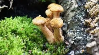Mushrooms mushrooms