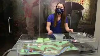 Floodplain Model - Dams and Dykes