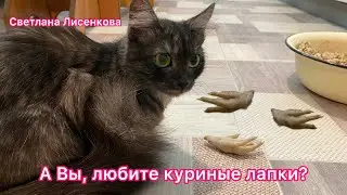 Котёнок Лохматик и куриная лапка! А Вы любите Куриные Лапки!