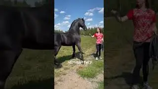 Самая красивая лошадь 🐎