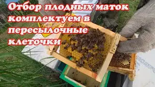 ОТБОР ПЛОДНЫХ МАТОК ИЗ НУКЛЕУСОВ, МЕЧЕНИЕ И КОМПЛЕКТАЦИЯ ПЕРЕСЫЛОЧНОЙ КЛЕТОЧКИ
