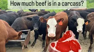 How much beef is actually in a cow?