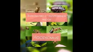 Ознакомление с окружающим миром «Насекомые»