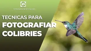 TECNICAS SIMPLES PARA FOTOGRAFIAR COLIBRIES