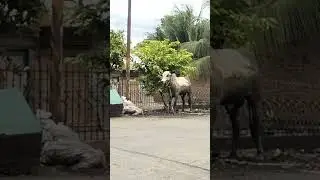 Lembu lepas dan ngamuk di permukiman #shortvideo #kurban #viral #lembu