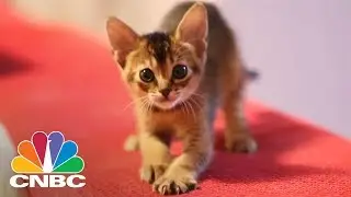 You Can Now Clone Your Dog Or Cat. But Is It Ethical? | CNBC